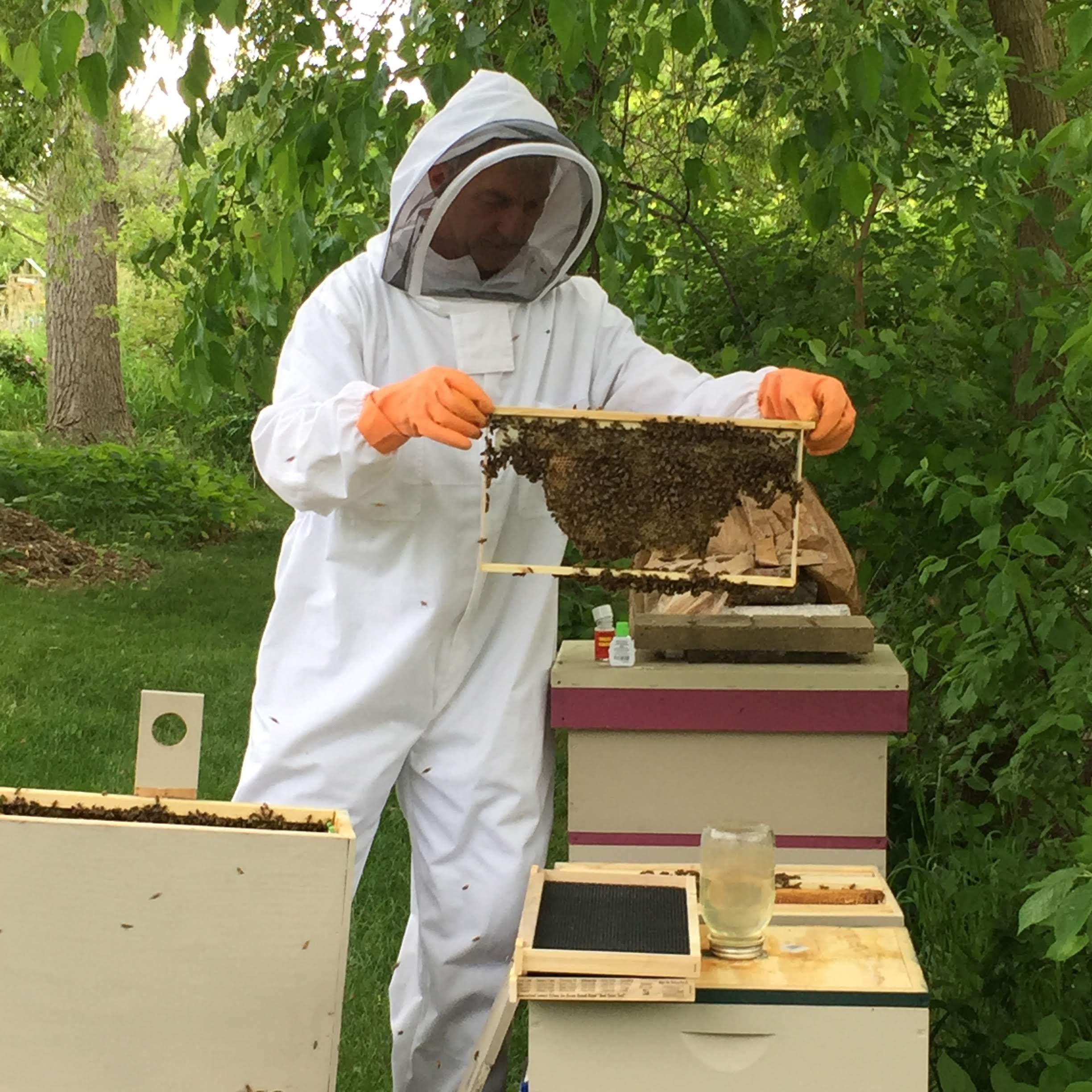 Jack, master beekeeper of Sawmill Creek Apiaries, harvests honeycomb from a bee box. He's wearing a white beekeeper suite and orange gloves.